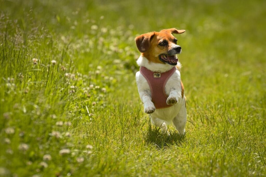 Papillon: caratteristiche, carattere e come prendersene cura del “cane farfalla” Papillon: caratteristiche, carattere e come prendersene cura del “cane farfalla”