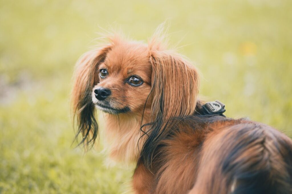 Papillon: caratteristiche, carattere e come prendersene cura del “cane farfalla” Papillon: caratteristiche, carattere e come prendersene cura del “cane farfalla”