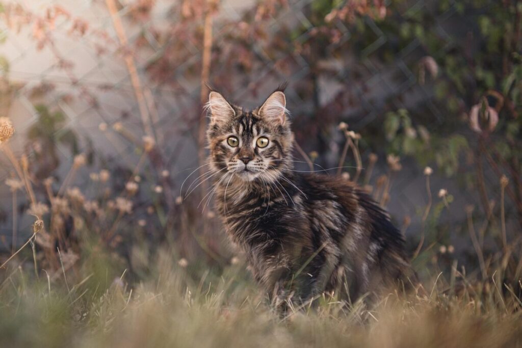 Gatto Maine Coon: caratteristiche, carattere e consigli per prendersene cura Gatto Maine Coon: caratteristiche, carattere e consigli per prendersene cura
