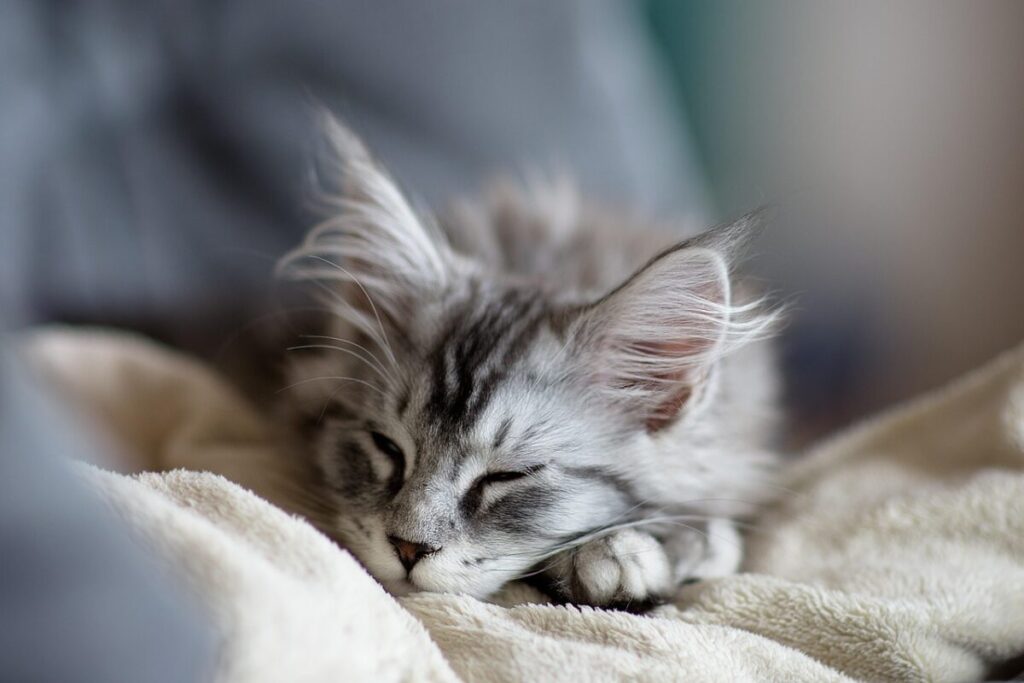 Gatto Maine Coon: caratteristiche, carattere e consigli per prendersene cura Gatto Maine Coon: caratteristiche, carattere e consigli per prendersene cura