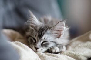Gatto Maine Coon: caratteristiche, carattere e consigli per prendersene cura