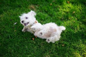 Morkie: caratteristiche, carattere e cure del cane ibrido tra Maltese e Yorkshire