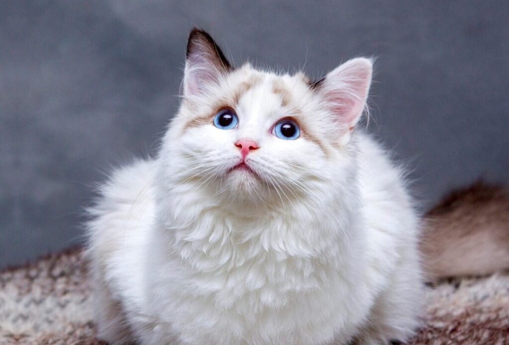 Gatto LaPerm: caratteristiche, carattere e cure di una razza unica Gatto LaPerm: caratteristiche, carattere e cure di una razza unica
