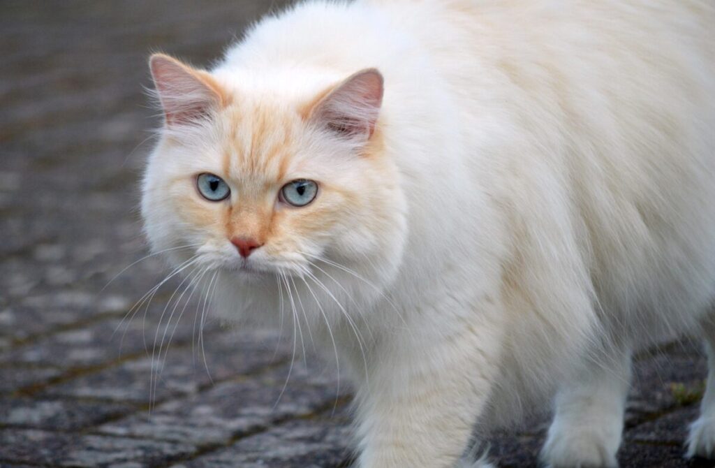 Gatto LaPerm: caratteristiche, carattere e cure di una razza unica Gatto LaPerm: caratteristiche, carattere e cure di una razza unica