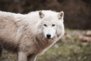 Lupo artico: caratteristiche, habitat e curiosità del lupo polare
