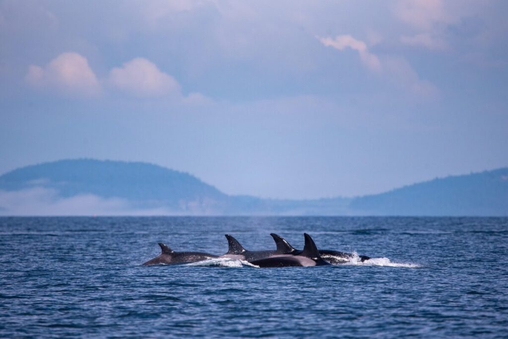 Orca: caratteristiche, habitat e curiosità sul gigante dei mari Orca: caratteristiche, habitat e curiosità sul gigante dei mari