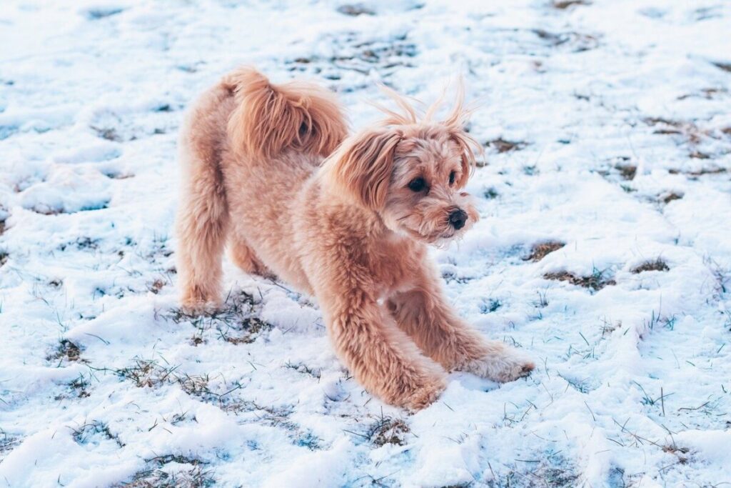 Maltipoo: caratteristiche, carattere e cura di un cane affettuoso e intelligente