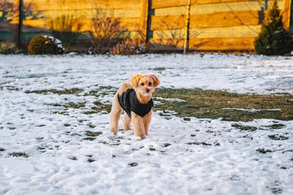 Maltipoo: caratteristiche, carattere e cura di un cane affettuoso e intelligente
