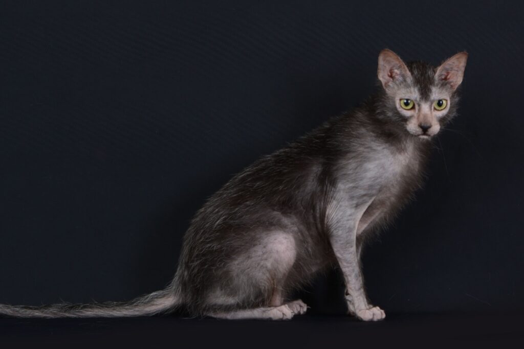 Lykoi: il misterioso gatto lupo dal fascino unico Lykoi: il misterioso gatto lupo dal fascino unico