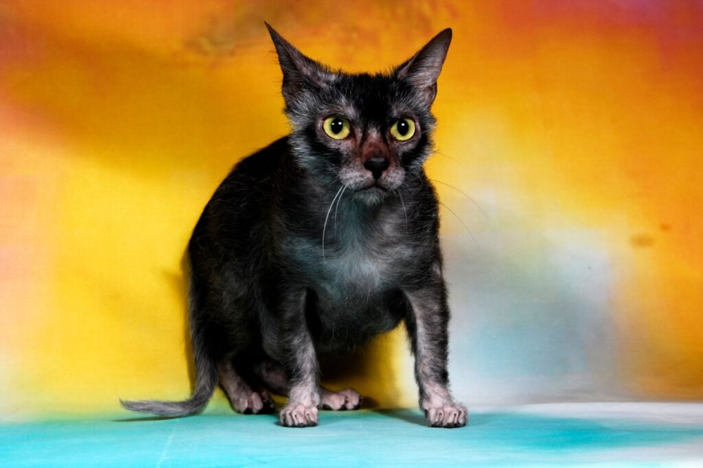 Lykoi: il misterioso gatto lupo dal fascino unico Lykoi: il misterioso gatto lupo dal fascino unico