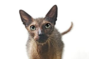 Lykoi: il misterioso gatto lupo dal fascino unico